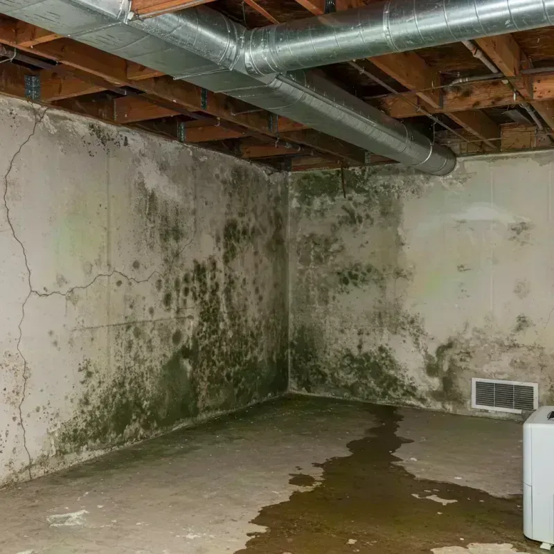 Professional Mold Removal in Avalon, PA